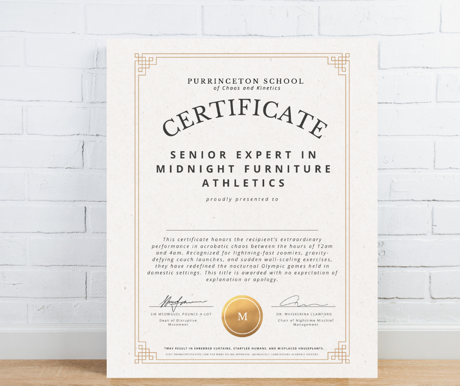 Senior Expert in Midnight Furniture Athletics (For Pets)